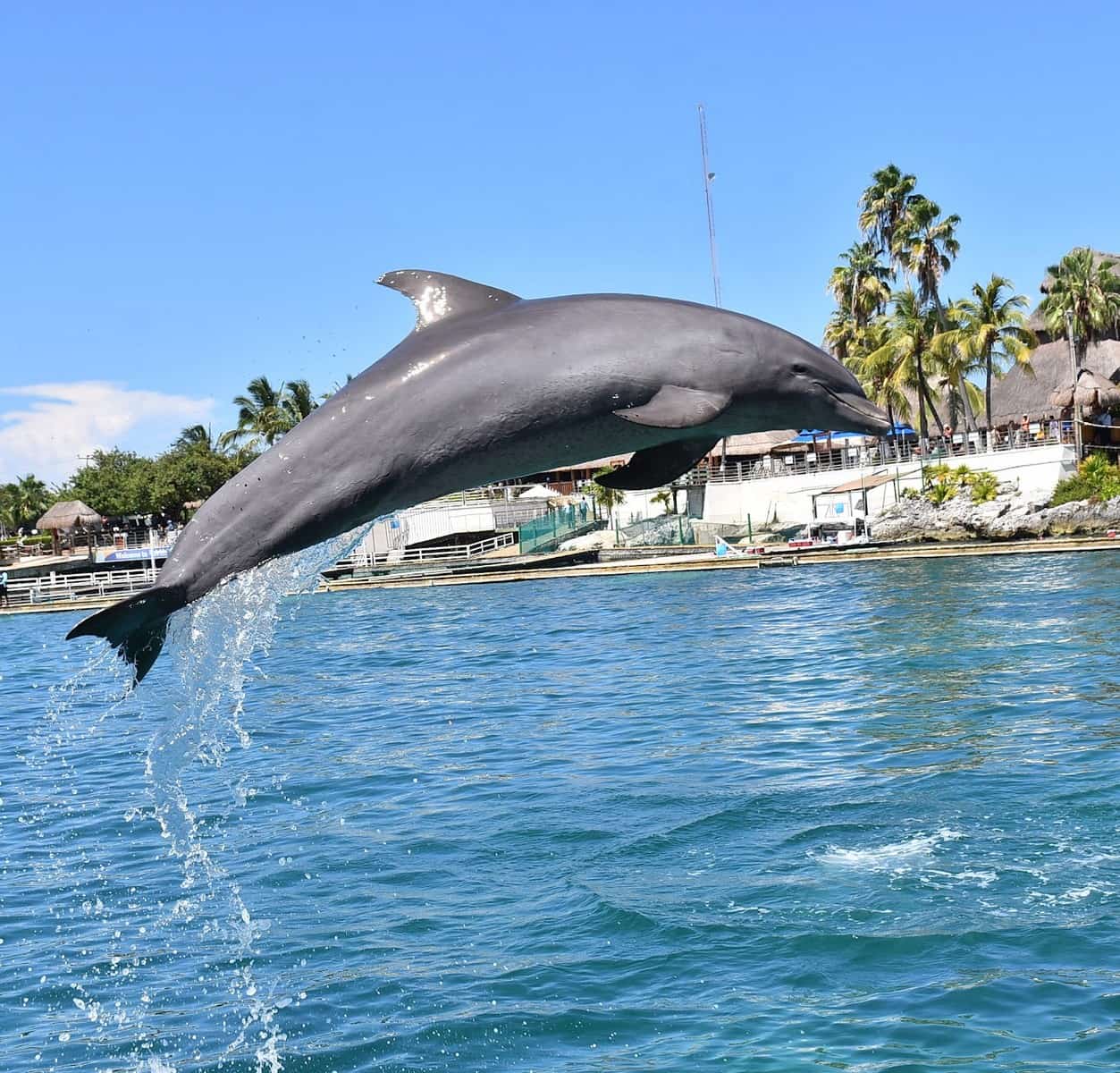 Dolphin Discovery,Sac Bajo Dolphin Discovery,Sac Bajo