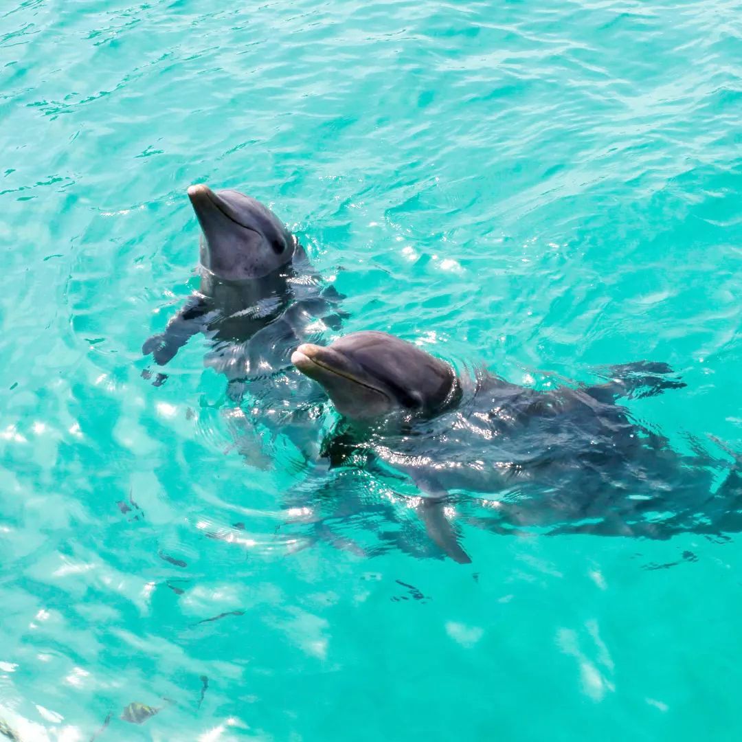 Dolphin Discovery, Sac Bajo Dolphin Discovery,Sac Bajo