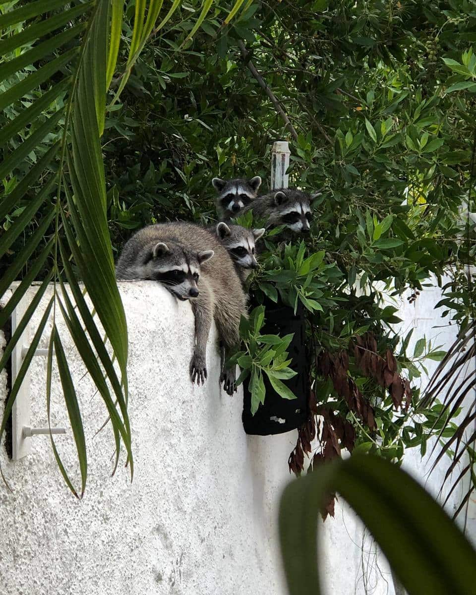 Isla Holbox, Mexica Isla Holbox, Mexica