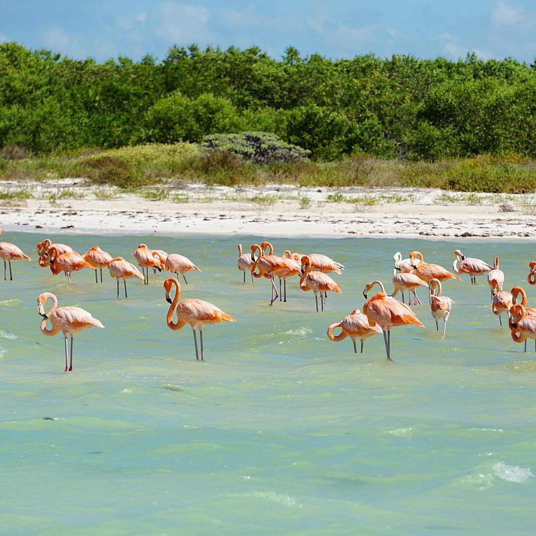 Isla Holbox, Mexica Isla Holbox, Mexica