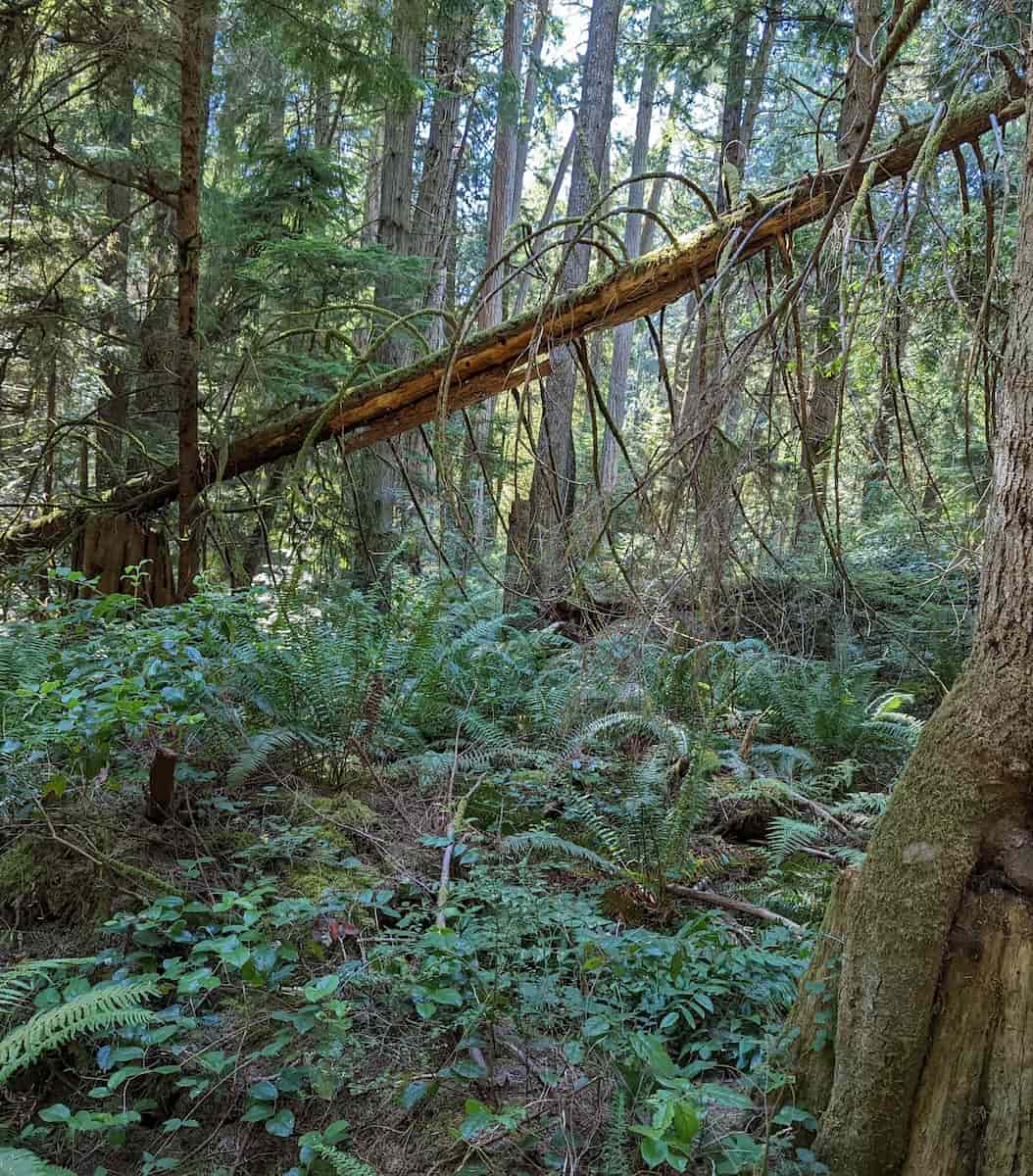 Vancouver Island, Heritage Forest