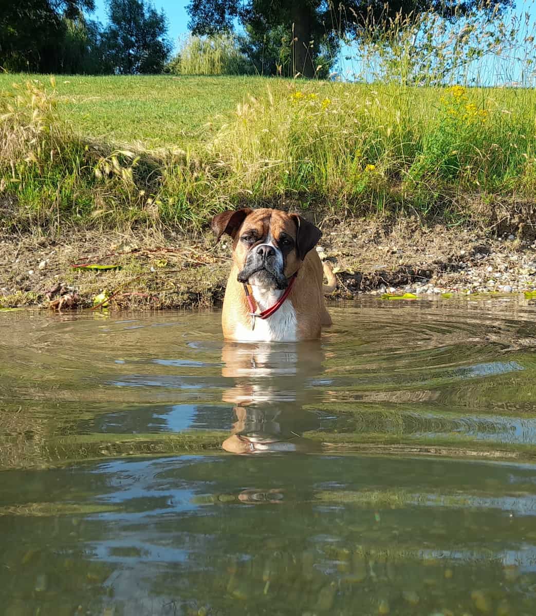 Zagabria, Lago Jarun