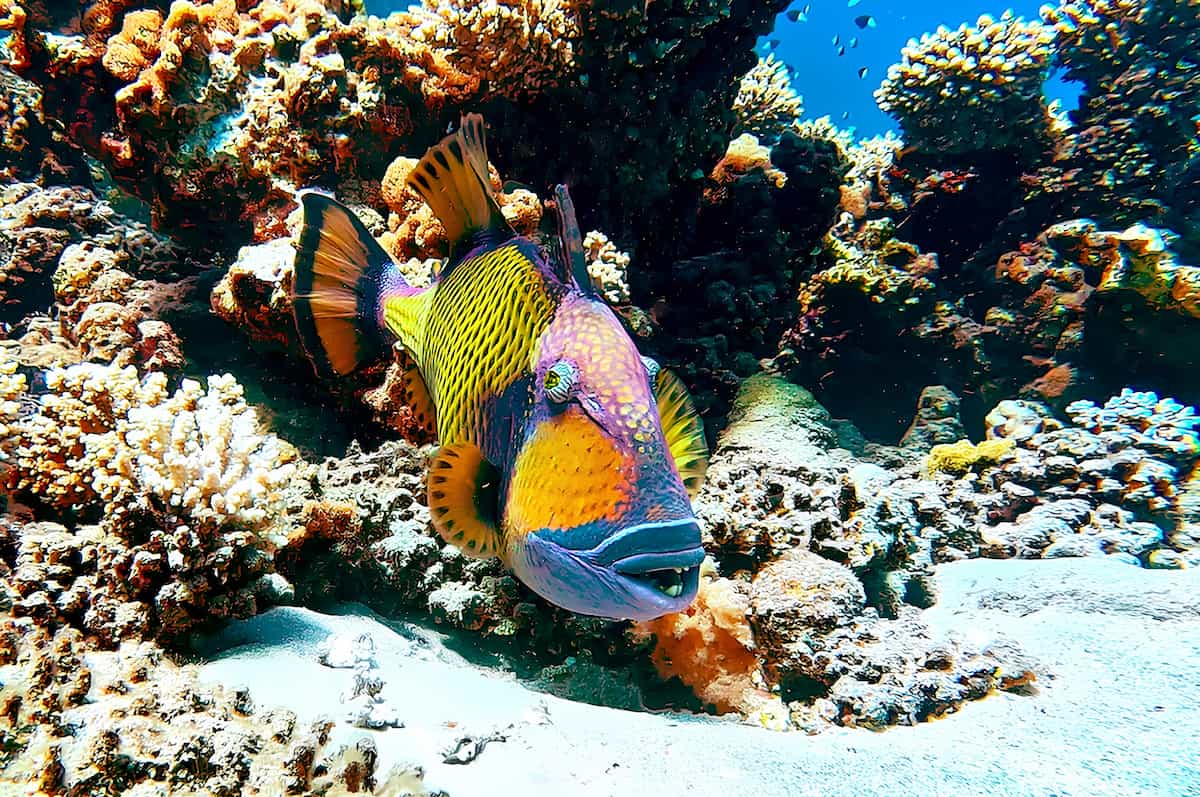 Centro immersioni, Abu Dabab, Egitto