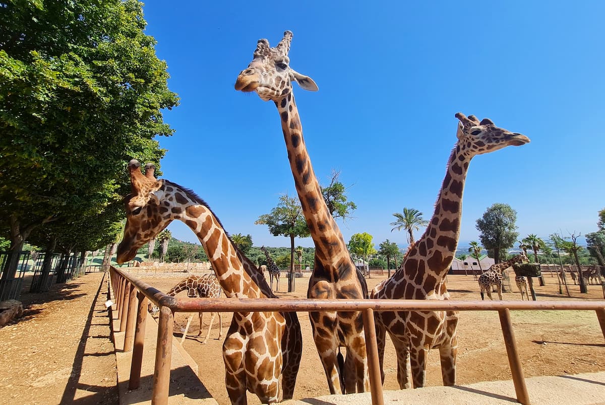Lo Zoo Safari Fasanolandia, Alberobello