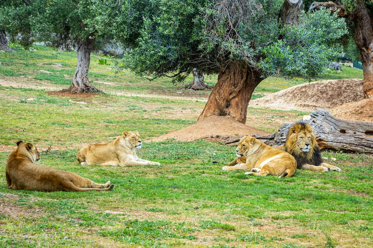 Lo Zoo Safari Fasanolandia, Alberobello